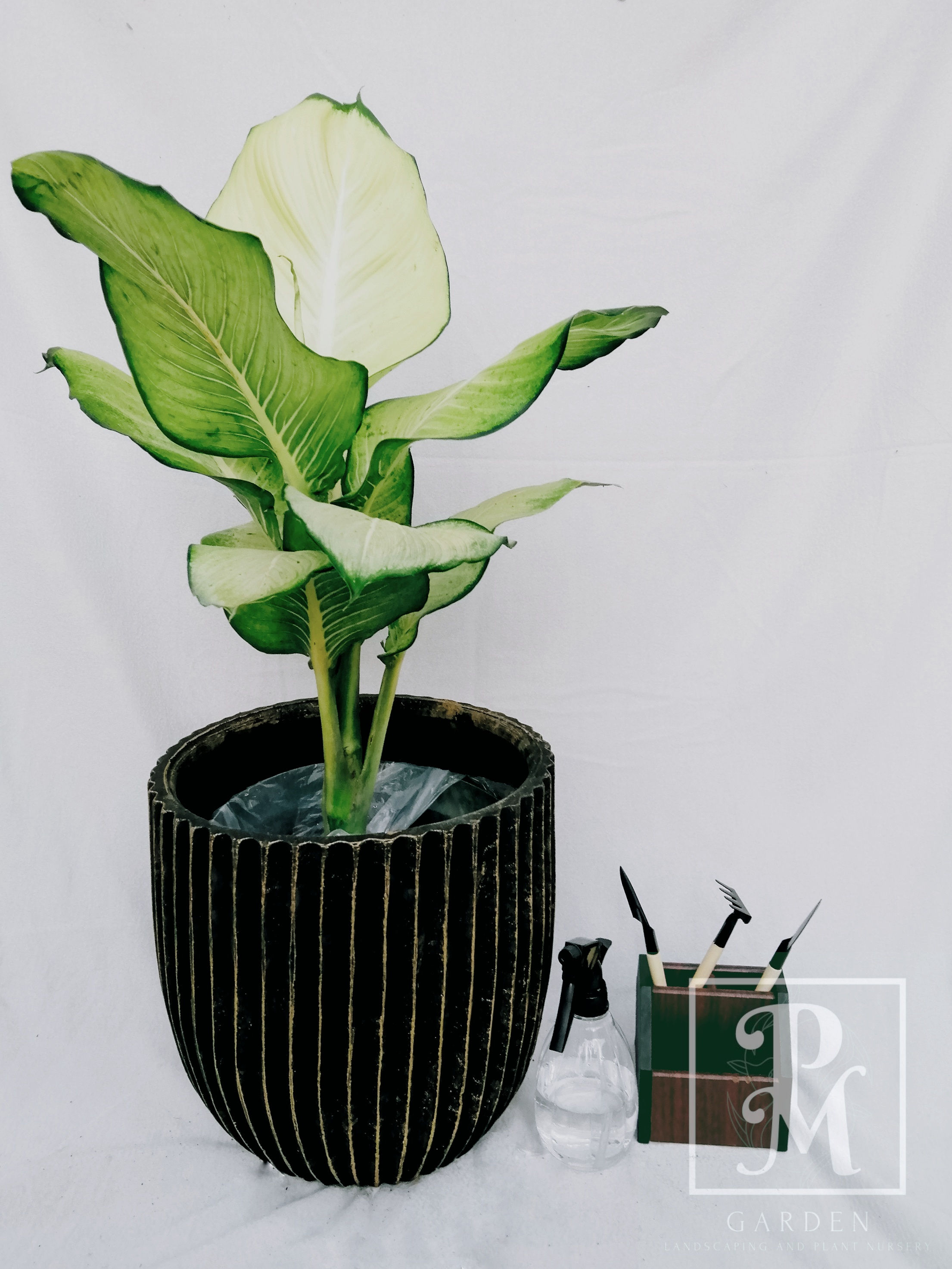 DIEFFENBACHIA "TROPIC MARIANNE"