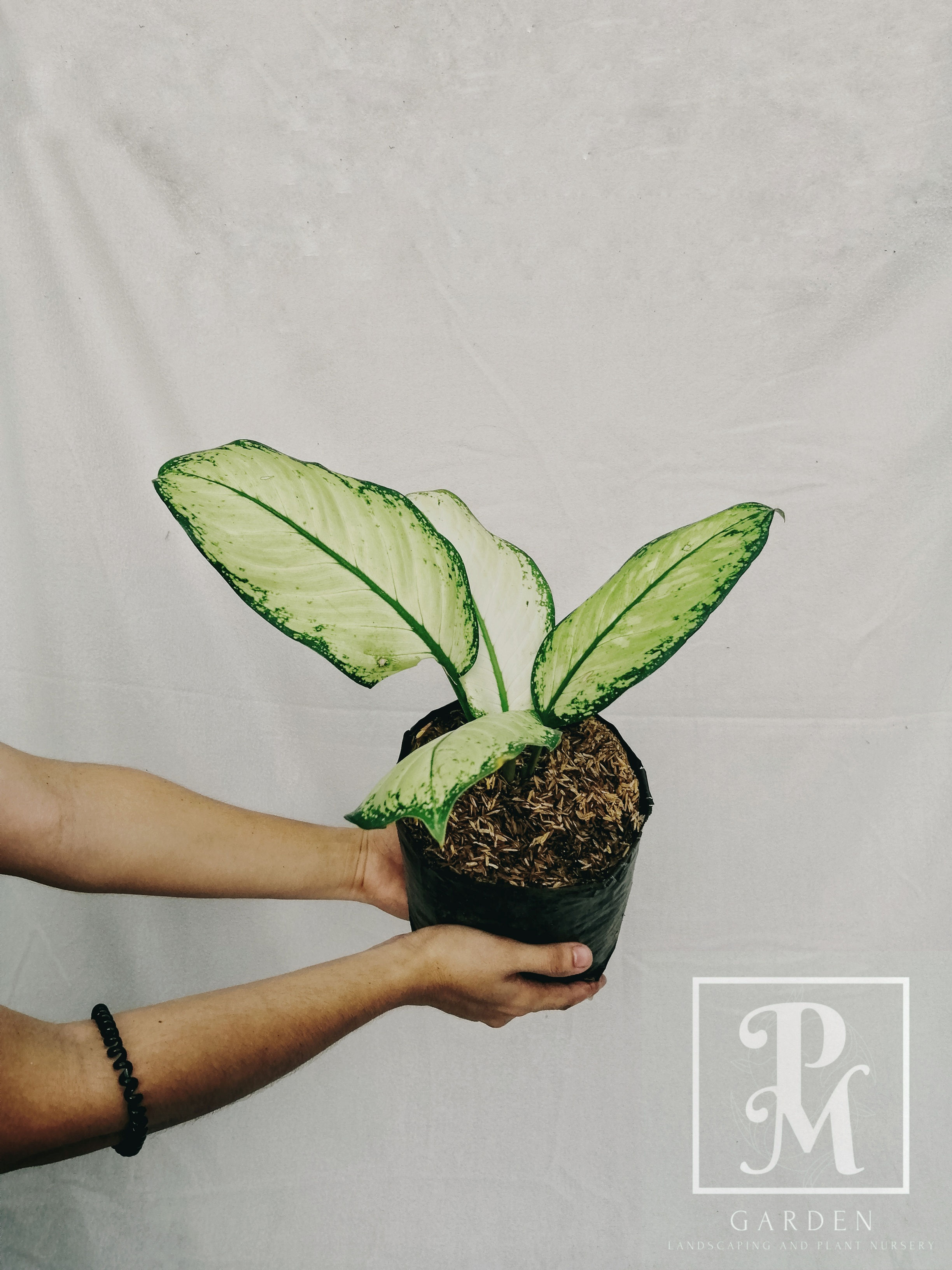 DIEFFENBACHIA HONEY DEW  (SMALL)