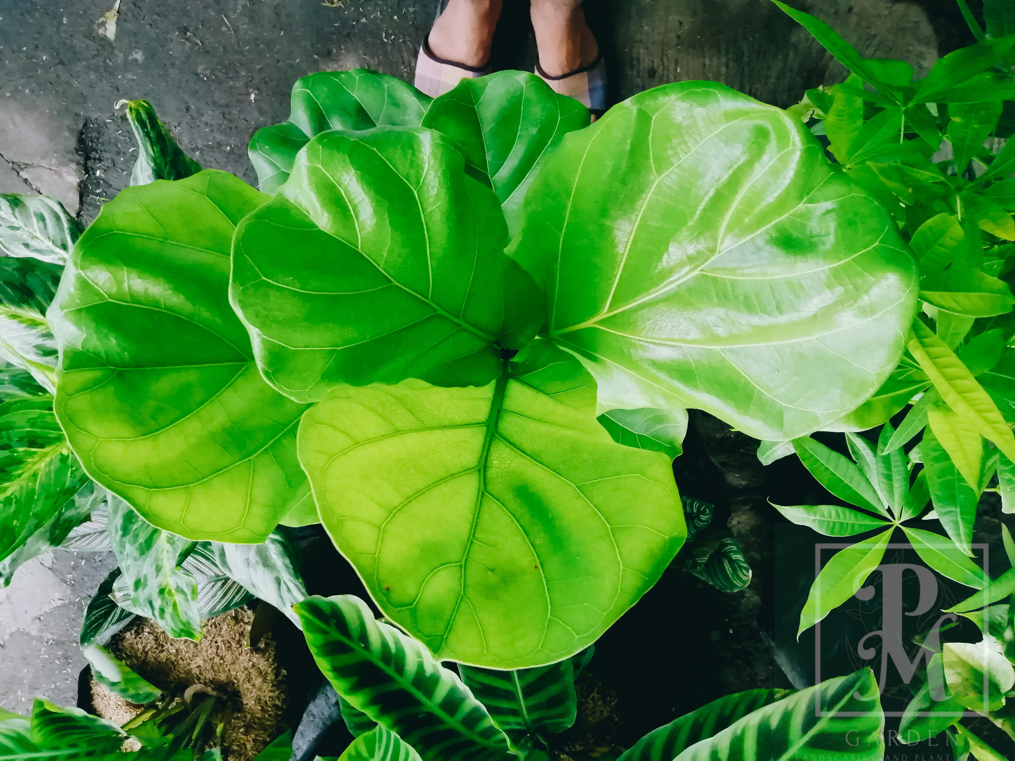 FICUS LYRATA FIDDLE LEAF FIG