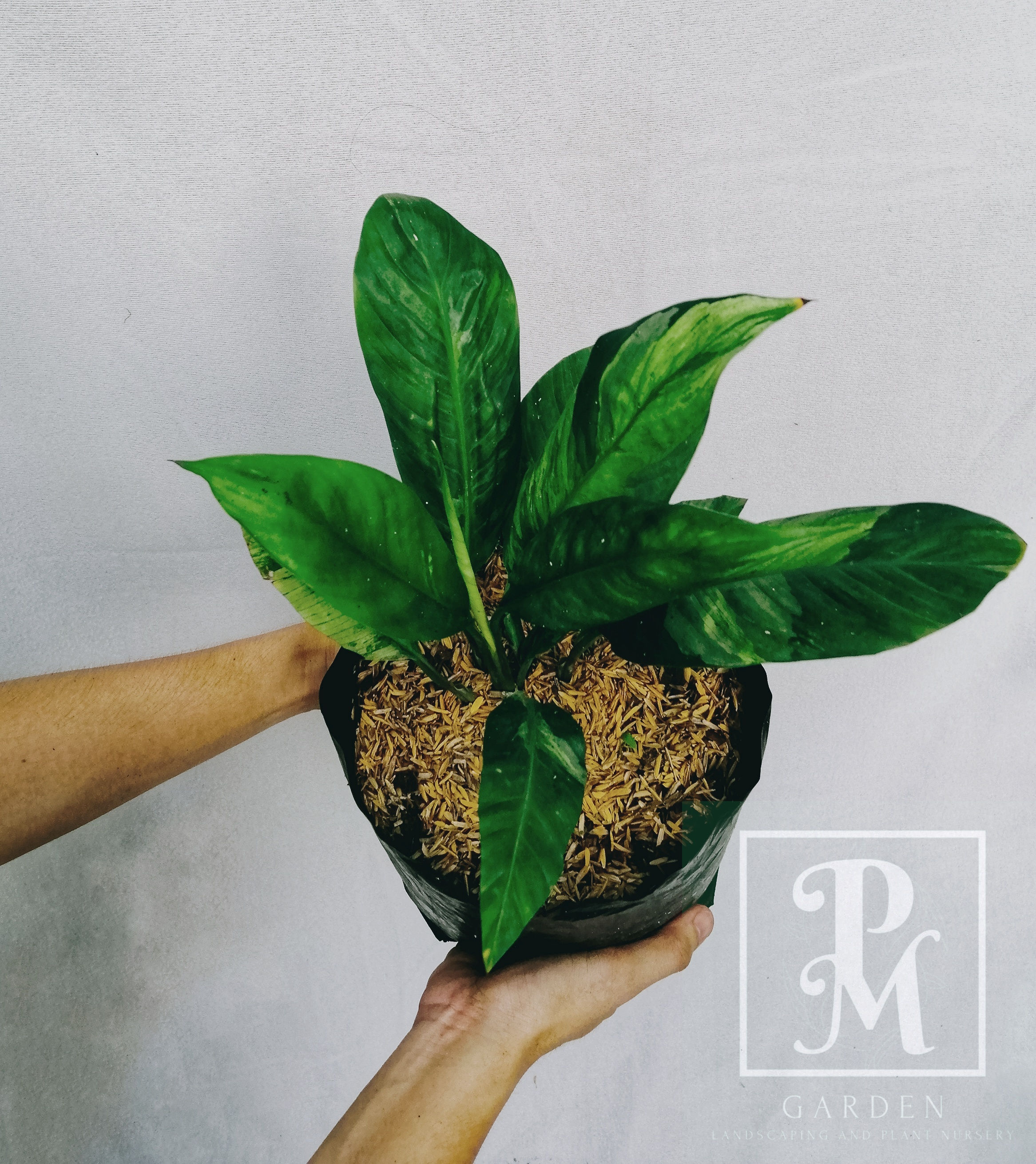 VARIEGATED PEACE LILY