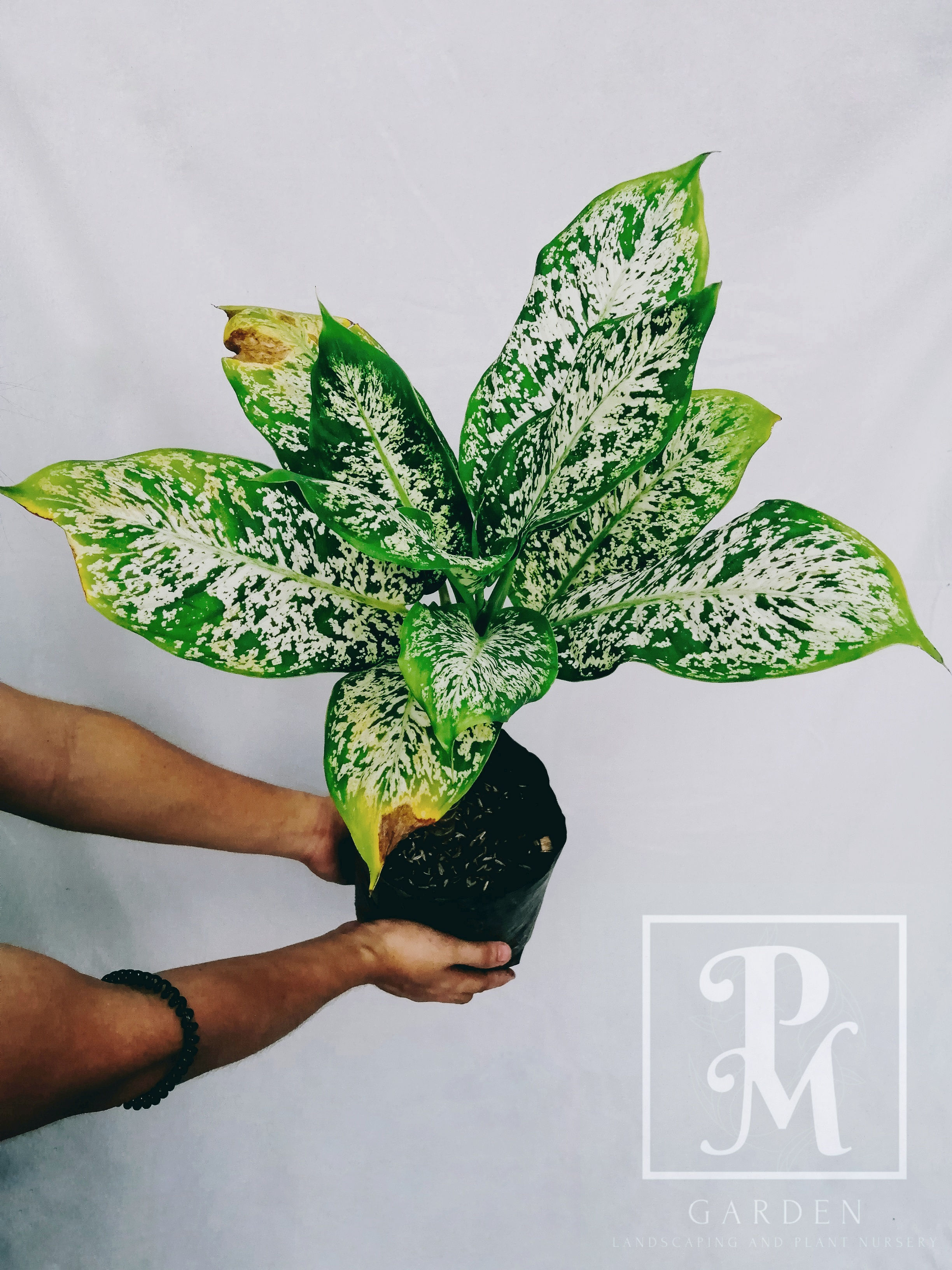 AGLOANEMA CHINESE EVERGREEN (MARIAN BATIK)