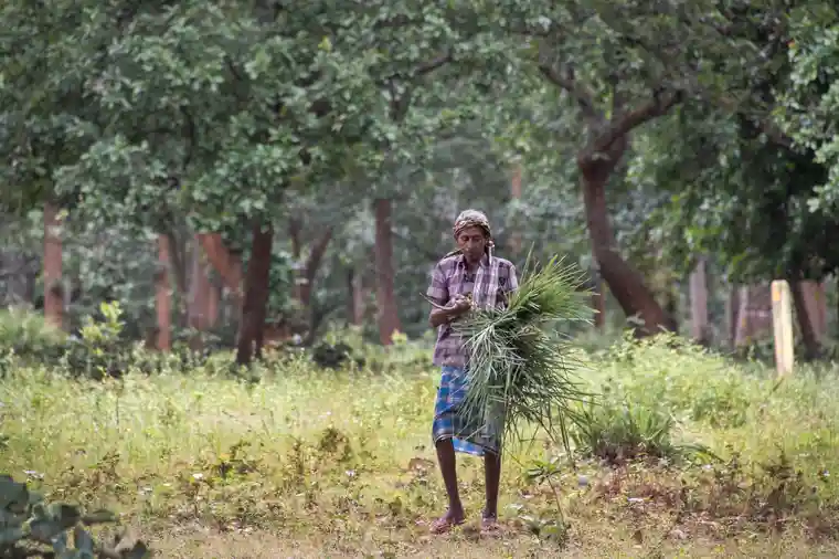 A villager collecting grass in the dense Hasdeo Arand forest with immensely rich coal reserves. The forest is key to survival for locals. (Photo: Brian Cassey/The Guardian)