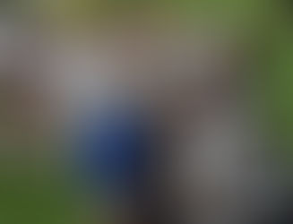 Coventry Rugby 35 Bedford Blues 30 - the day we chased the Blues away...