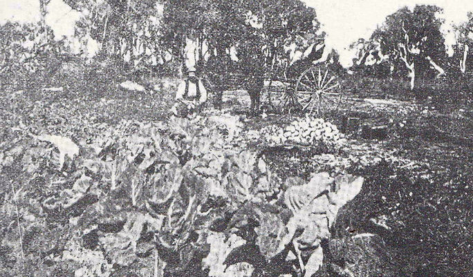 Jandakot 5.jpg