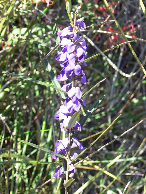 WF 20100829 144343 Common Hovea - Banjup.jpg