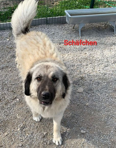 Schaefschen-4.jpg
