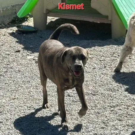 Kismet-1.webp