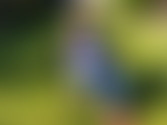 Getting to know your Harriers - Part 5