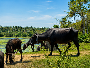 Water buffalo grazing beside the lake and rice fields at NJ House in Tangalle, Sri Lanka