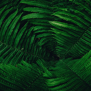 daniil-silantev-F6Da4r2x5to-unsplash.jpg