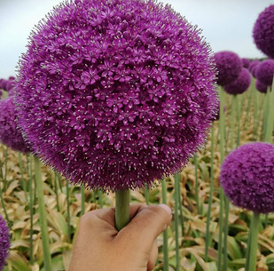 TMCSchilder_allium giganteum.jpeg