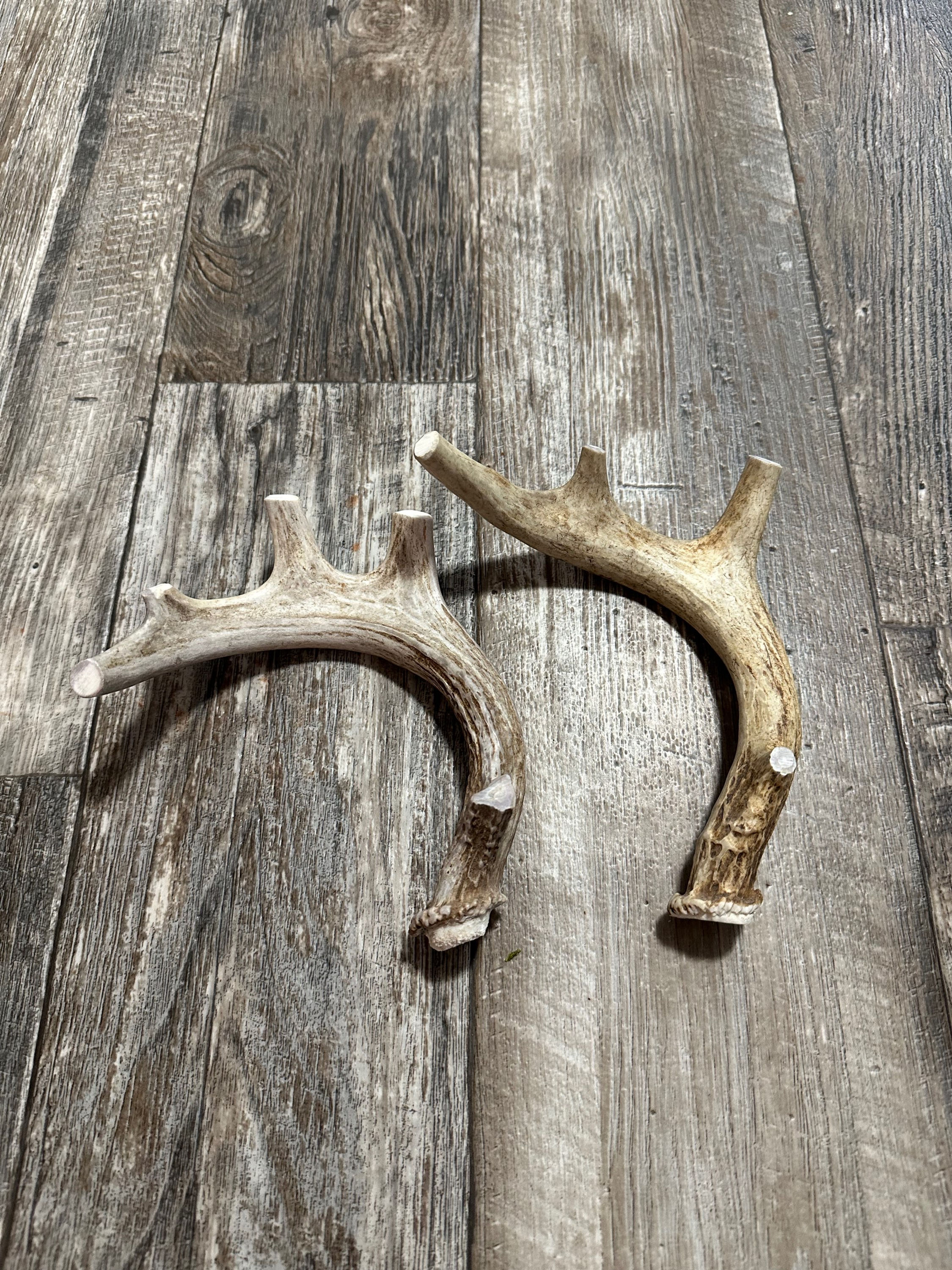 2 Pack Large Deer Antler Dog Chew, All Natural Antler Chews From Montana! ~Free 