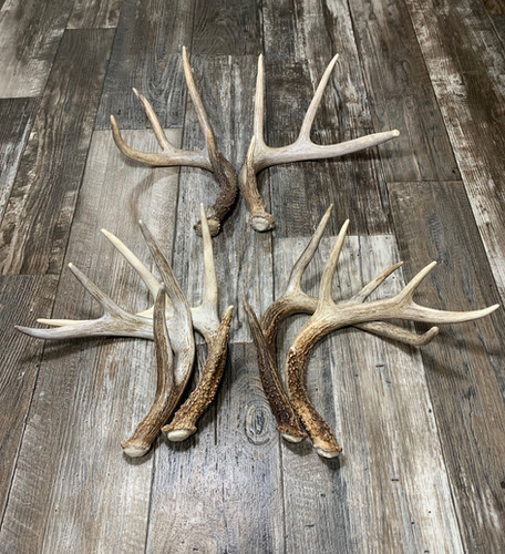 2 Pack Deer Antlers | Wild Creek Antlers