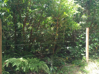 Prospecção Arqueológica