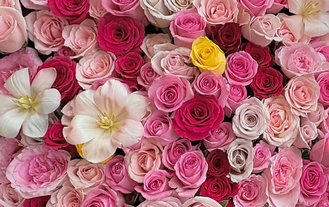 520rose_kl_klflorist_flowerbouquet_520stems_999rose_99 rose_sunwayflorist_desaparkcity (2)