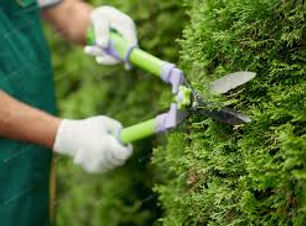 cut shrubs.jpeg