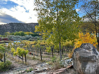 our front vineyard b 10 23.jpg