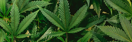 19 Million Americans use Cannabis Daily