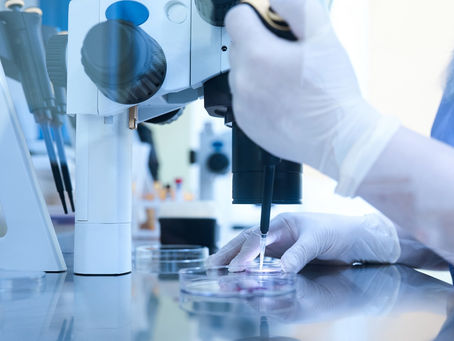 Los embriones creados sin óvulos, espermatozoides ni útero son una revolución en trasplante