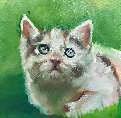 Kitten.jpg