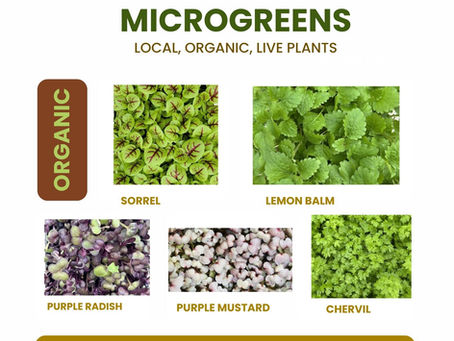 Supporting Local Farmers & Elevating Menus: A New Microgreens Service for Food Businesses