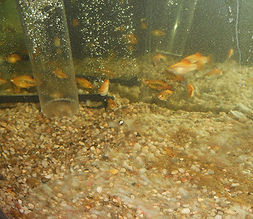 Обслуживание аквариумов Украинка