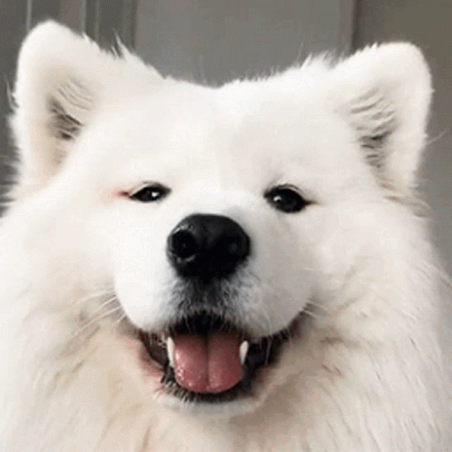 samoyed-dog.gif
