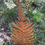 Thumbnail: Rusty Metal Rustic Garden Sculpture Fern Leaf