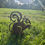 Thumbnail: Rustic Squirrel 
