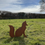 Thumbnail: Rusty Metal Red Fox Rustic Garden Sculpture Design Gift