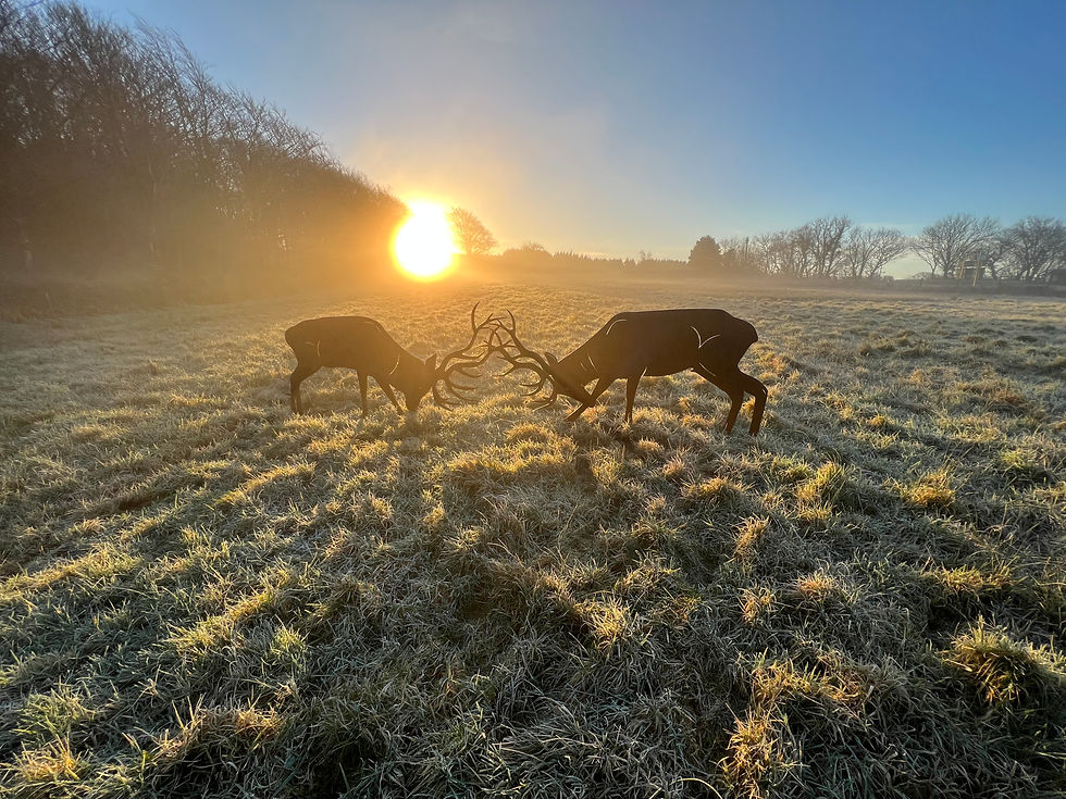 Thumbnail: Rutting Stags Deer Fighting Rustic