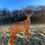 Thumbnail: Rustic Deer Stag Woodland