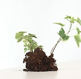 Growing Plant