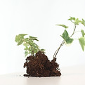 成長する植物