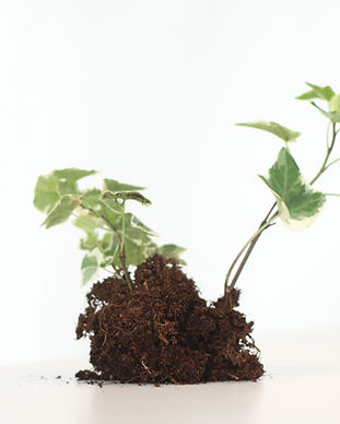Growing Plant