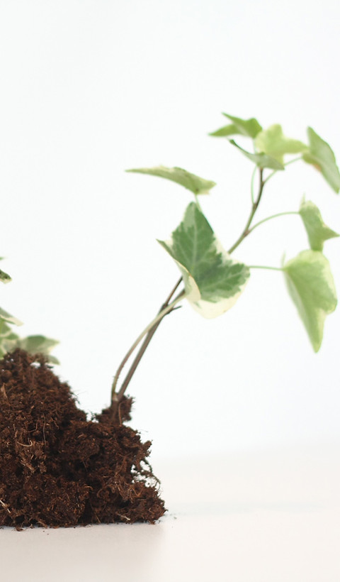 Growing Plant