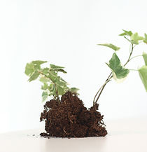 Culture des plantes