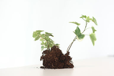 成長する植物