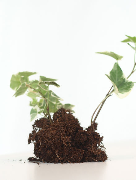 Growing Plant 