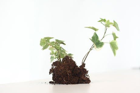 Growing Plant