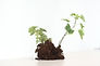 Growing Plant 