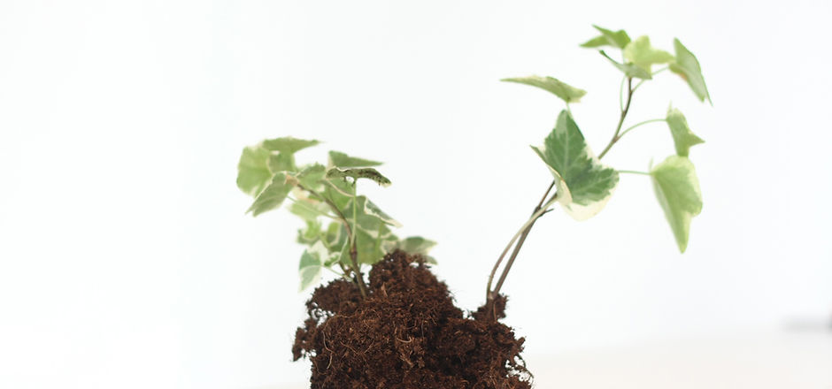 成長する植物