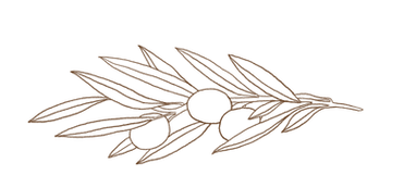 olives - illustration.png