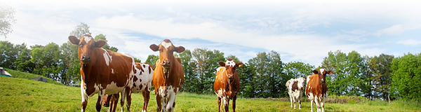 Volante Semillero veterinaria 2021-1.png