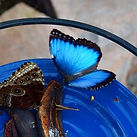 butterfly house.JPG