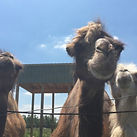 african safari wildlife park.JPG