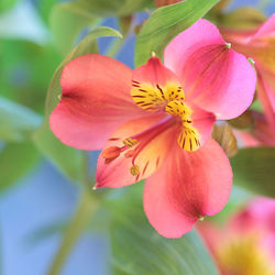 Vibrant Beauty