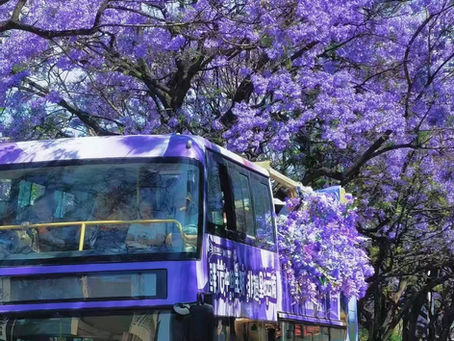 Kunming in Bloom: The Dreamlike Season of Blue Jacarandas