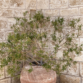 Plant in large terraccotta urn