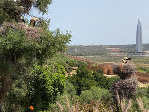 the view from Chellah in Rabat